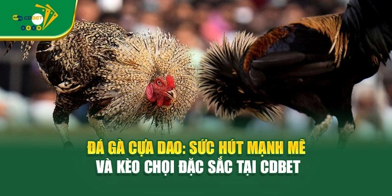 Đá Gà Cựa Dao: Sức Hút Mạnh Mẽ Và Kèo Chọi Đặc Sắc