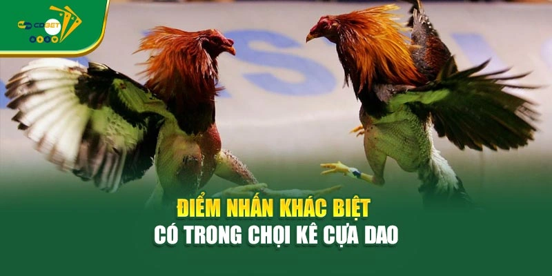 Điểm nhấn khác biệt có trong chọi kê cựa dao