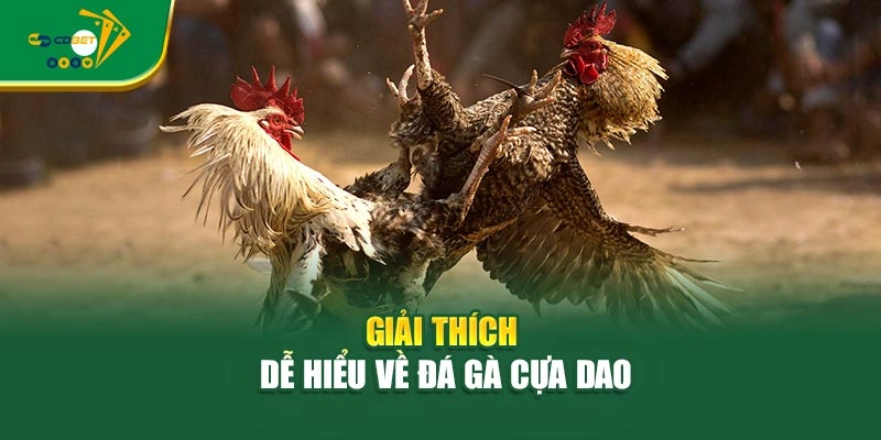 Giải thích dễ hiểu về đá gà cựa dao
