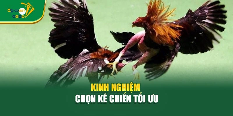 Kinh nghiệm chọn kê chiến tối ưu