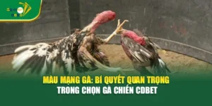 Màu Mạng Gà: Bí Quyết Quan Trọng Trong Chọn Gà Chiến CDBET