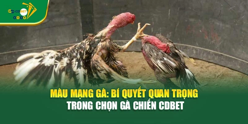 Màu Mạng Gà: Bí Quyết Quan Trọng Trong Chọn Gà Chiến CDBET