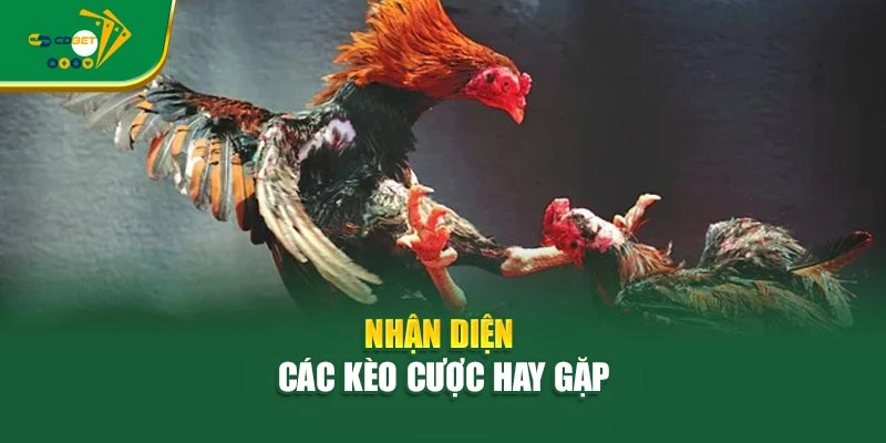 Nhận diện các kèo cược hay gặp